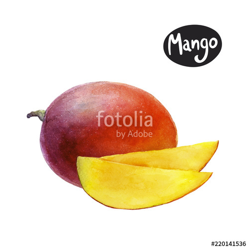 500x500 Mango Watercolor Illustration Stock Photo And Royalty Free Images - Mango Watercolor