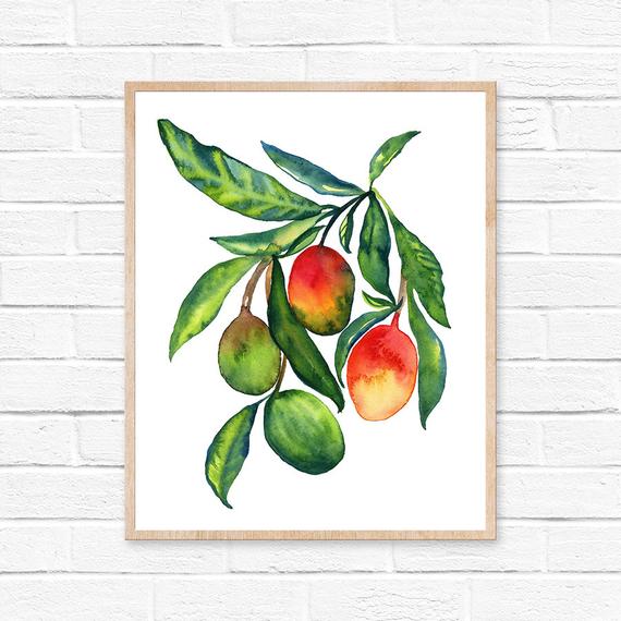 Mango Watercolor at PaintingValley.com | Explore collection of Mango ...