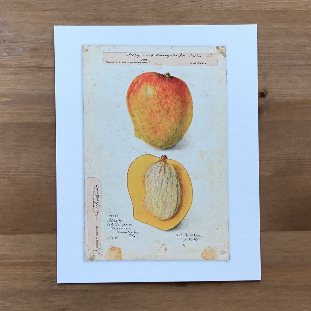 1000x1000 Daniel Stone - Mango Watercolor