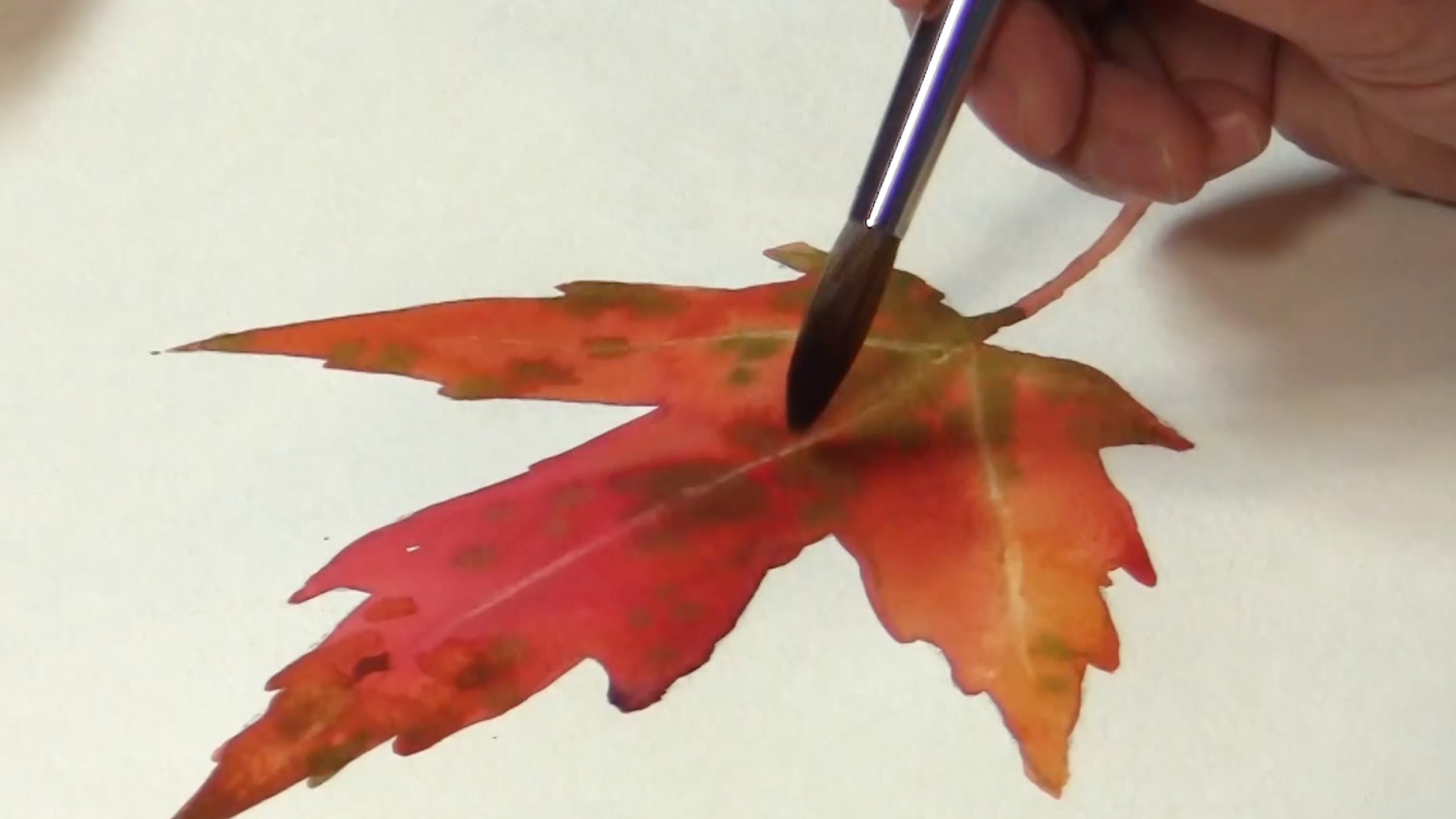 2491x1401 Plant Painting - Maple Leaf Watercolor