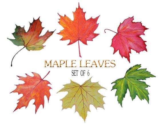 570x452 Clip Art Watercolor Maple Leaf Clip Art Stock Image Autumn Etsy - Maple Leaf Watercolor