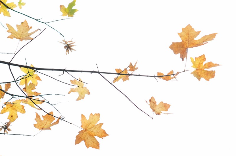 800x531 365 Project 298 Overexposing Maple Leaves To Get A Watercolor - Maple Watercolor