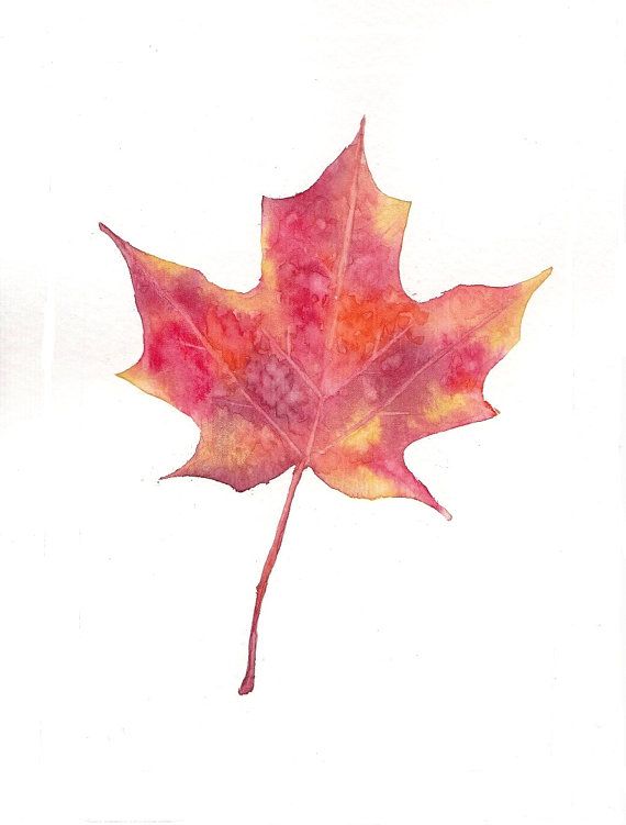 570x751 Drawn Maple Leaf Watercolor Tattoo - Maple Watercolor