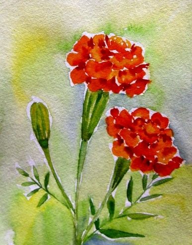 387x495 Marigold From My Gardensmall Watercolor, Painting By Artist - Marigold Watercolor