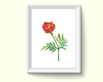 340x270 Marigold Watercolor Etsy - Marigold Watercolor