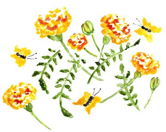560x448 Marigolds Watercolor Print, Flower Lighthearteddreamer - Marigold Watercolor