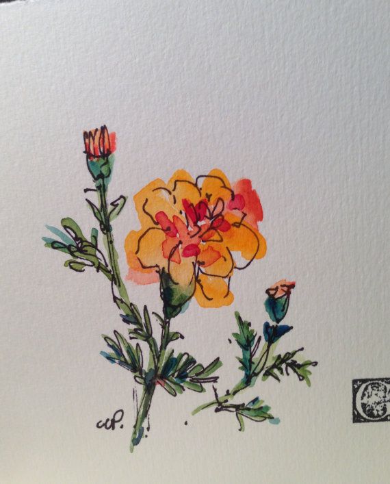 570x707 Pin By Iris Lo On Marigolds Watercolor Cards - Marigold Watercolor