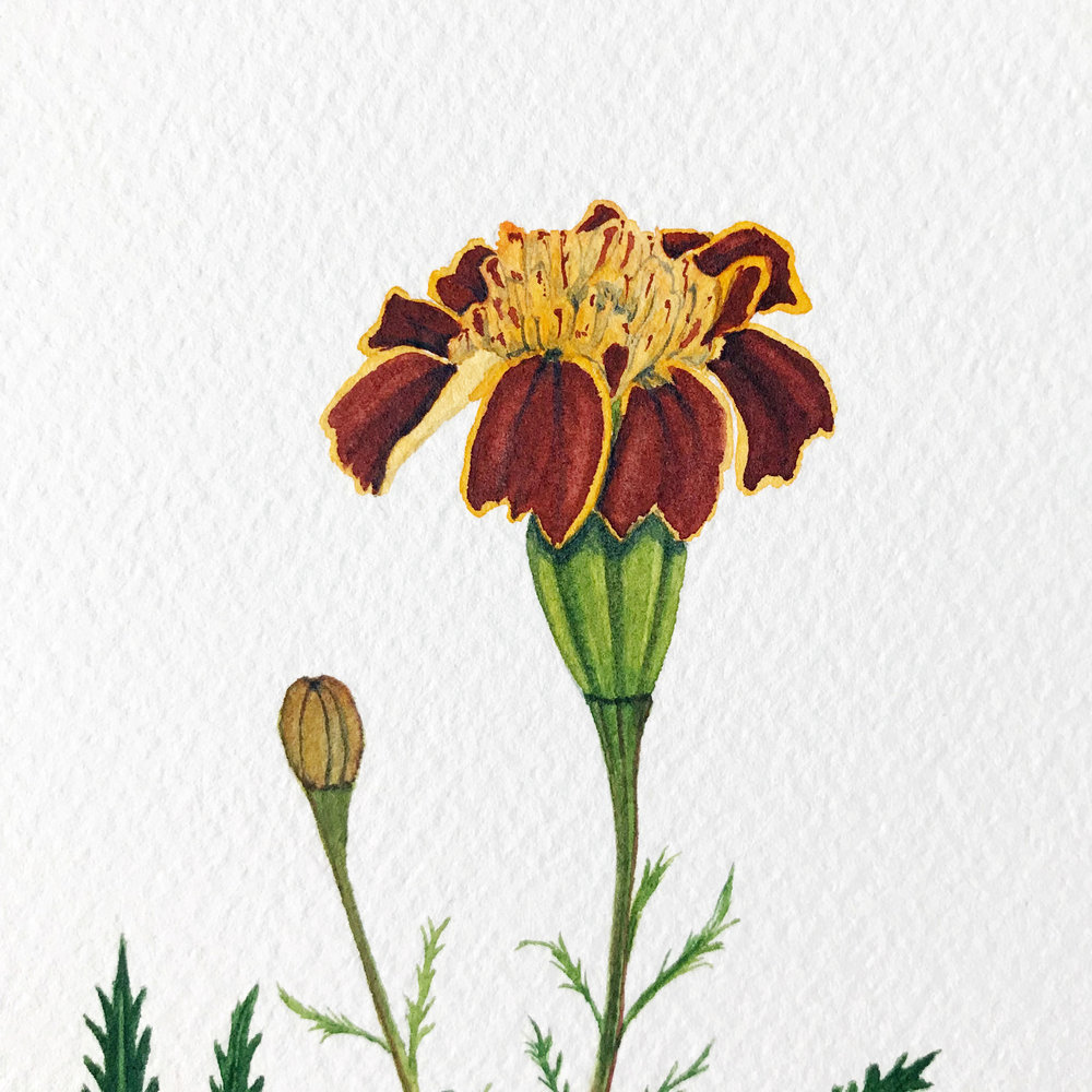 1000x1000 Rust And Orange Marigold Watercolor Painting My Giant Strawberry - Marigold Watercolor