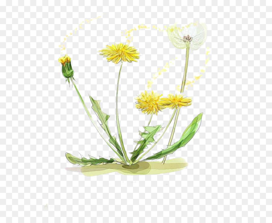 900x740 Watercolor Painting Drawing Illustration - Marigold Watercolor