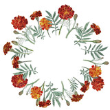 160x160 Hand Drawn Watercolor Leaf Of Marigold Flower Stock Photo And - Marigold Watercolor