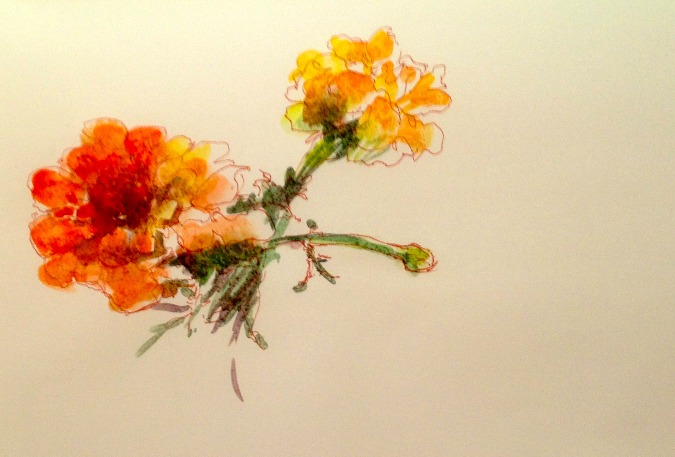 2364x1601 Marigold Sketches Moveable Paintbox - Marigold Watercolor
