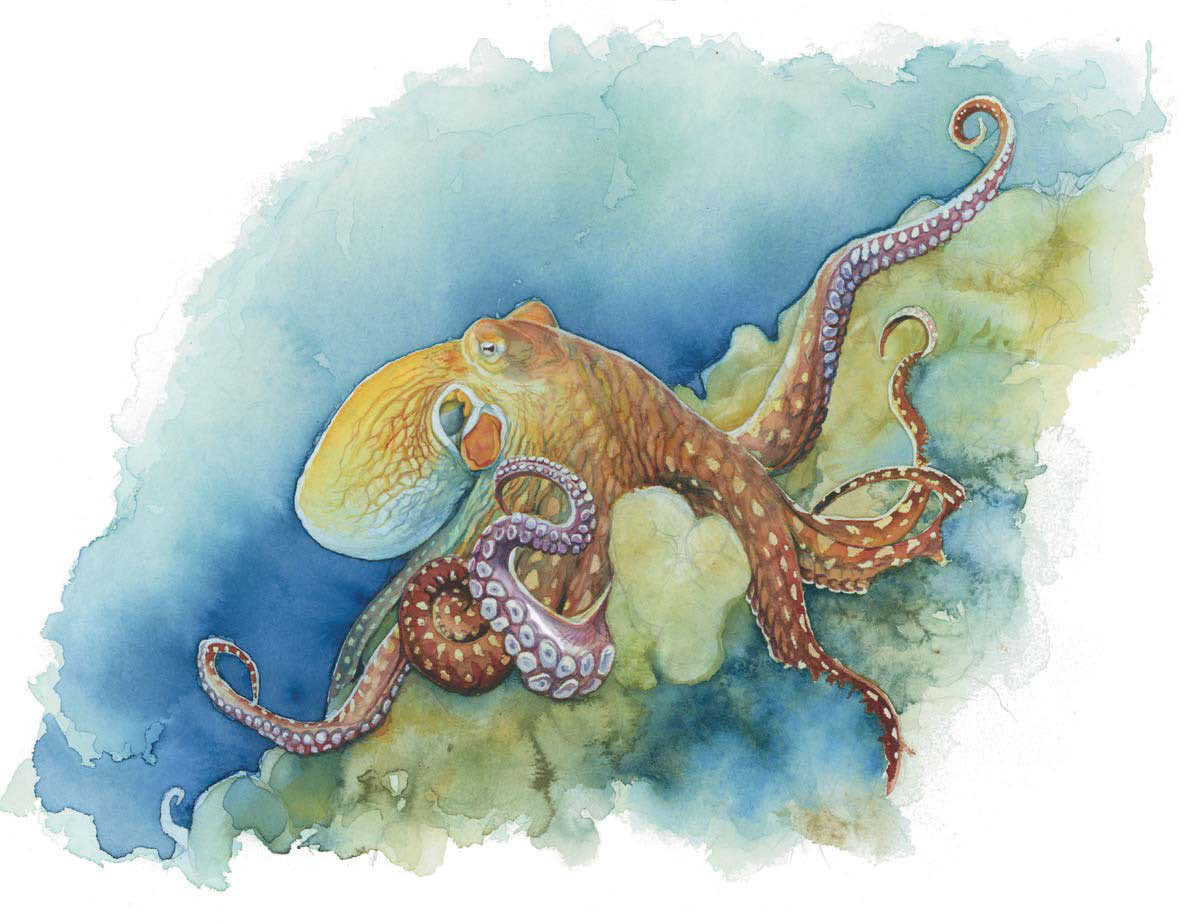 1185x924 Life Under The Sea Watercolor Octopus - Marine Watercolor