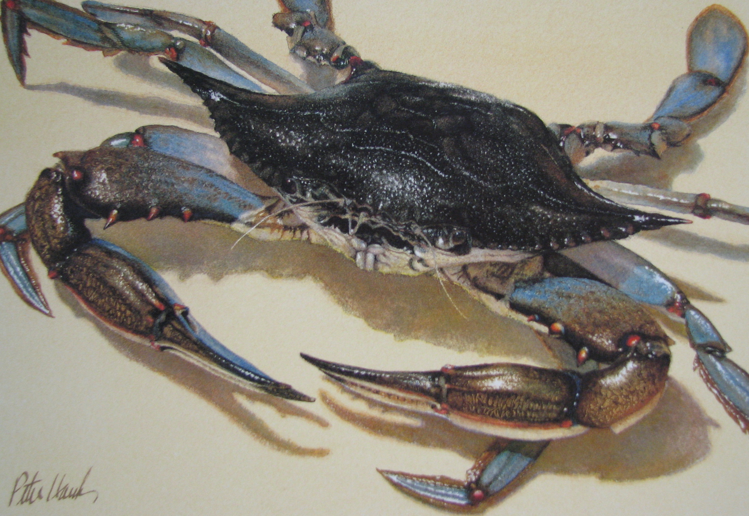 2447x1687 Maryland Blue Crab! Woodland Studios - Maryland Watercolor
