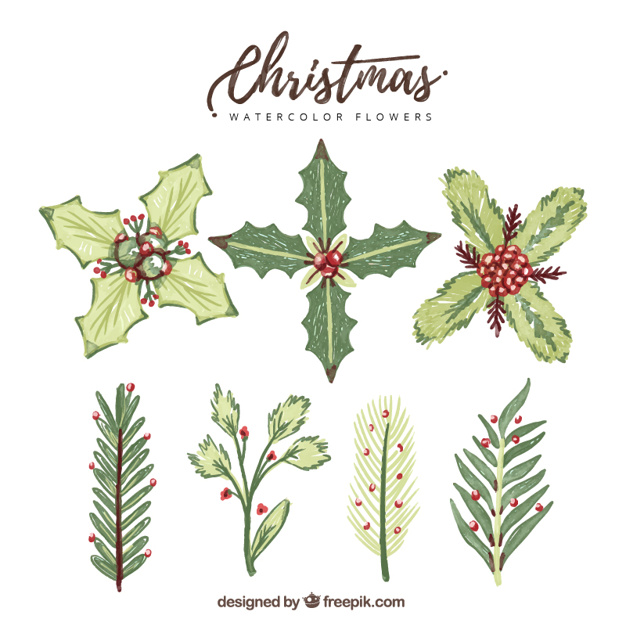626x626 Set Of Mistletoe And Watercolor Leaves Vector Free Download - Mistletoe Watercolor