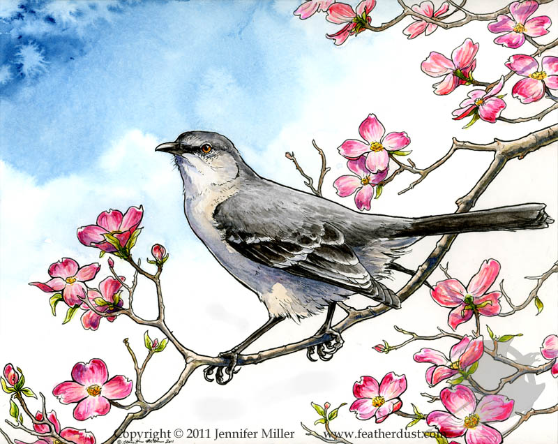 800x636 Mockingbird And Dogwood By Nambroth - Mockingbird Watercolor