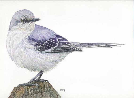 570x415 Mockingbird Original Watercolor By Shirley Greenville Etsy - Mockingbird Watercolor