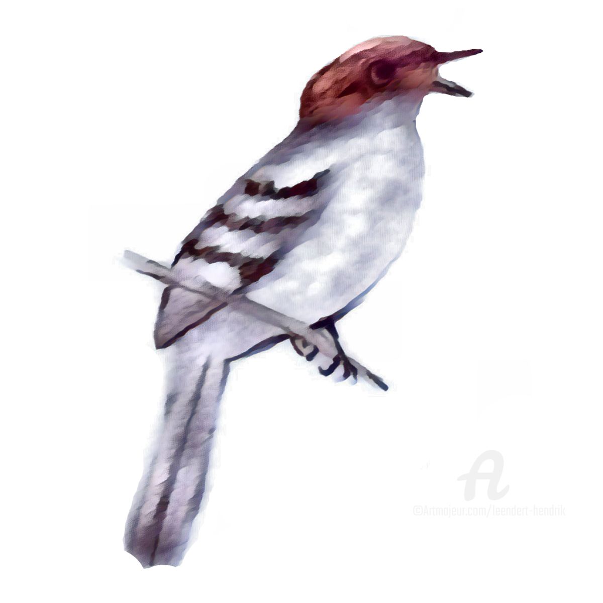 1200x1200 Northern Mockingbird (Study) (Leendert Hendrik) - Mockingbird Watercolor
