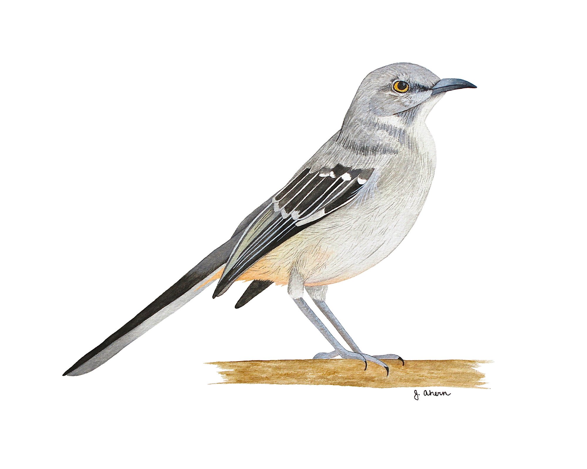2000x1600 Northern Mockingbird Print Jennifer Ahern - Mockingbird Watercolor