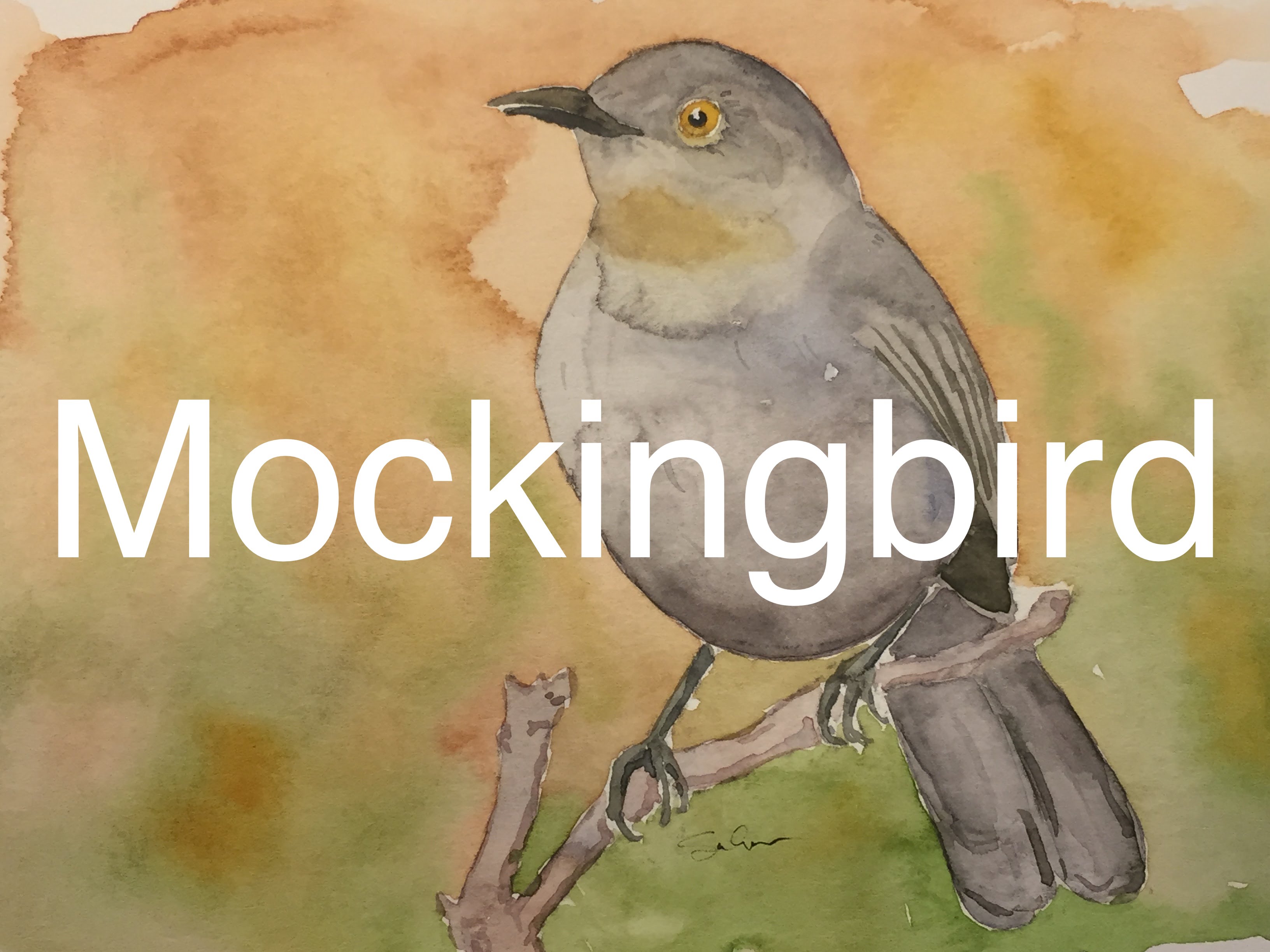 3264x2448 How To Paint A Bird In Watercolour Watercolor Mocking Bird - Mockingbird Watercolor