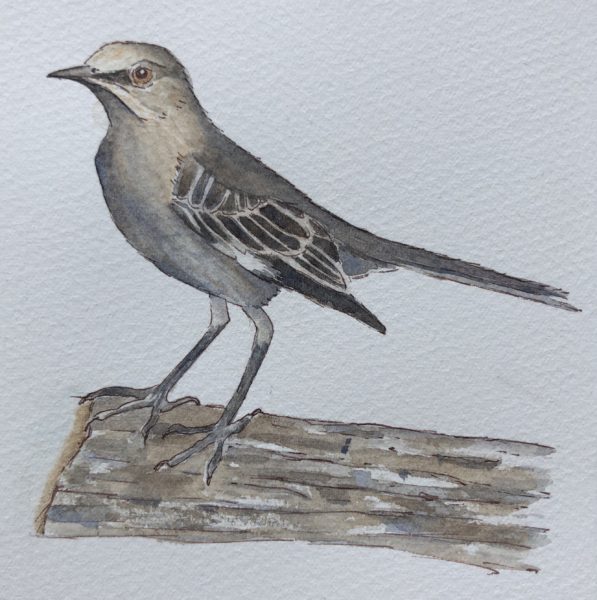 597x600 Mockingbird, Nest, Eggs, And Hatchlings In Watercolor Sketching - Mockingbird Watercolor
