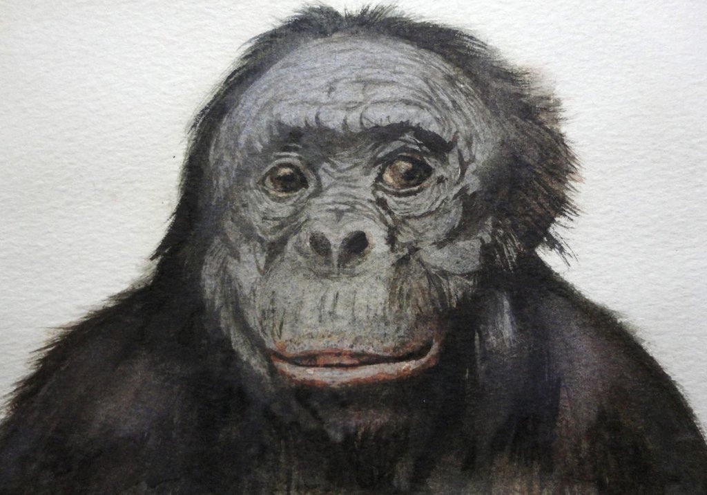 1024x716 Monkey - Monkey Watercolor