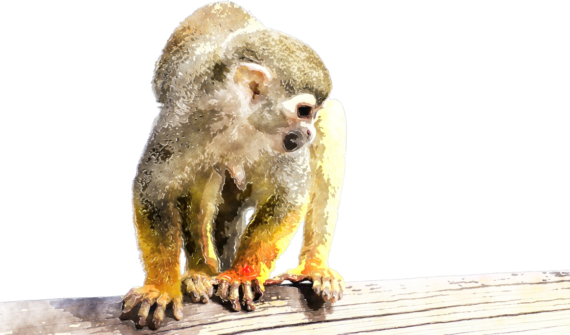 1165x686 Watercolor Monkey By Lavandalu - Monkey Watercolor