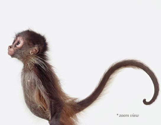 545x425 Baby Monkey Print Project Nursery - Monkey Watercolor