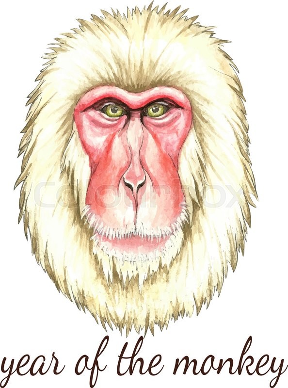 594x800 Face Of Japanese Monkey.watercolor Vector Illustration On White - Monkey Watercolor