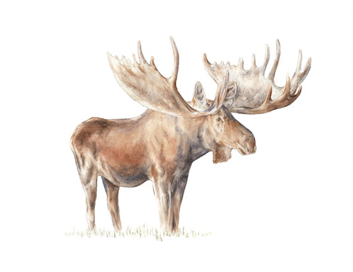 498x384 Moose Nature Animal Watercolor Limited Edition Print 8.5x11 - Moose Watercolor