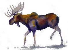 236x174 39 Best Watercolor Home On The Range, Moose Images - Moose Watercolor