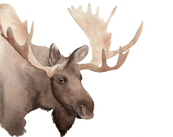 340x270 Moose Watercolor Etsy - Moose Watercolor