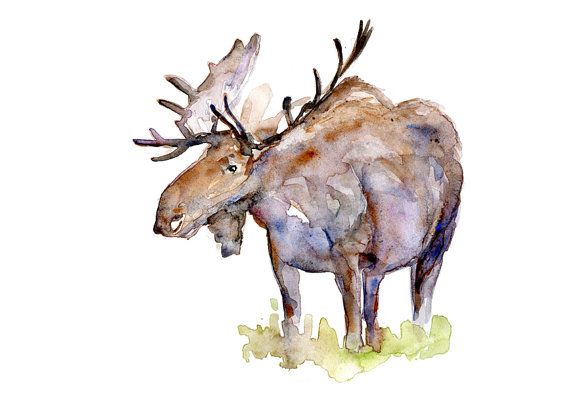 570x403 Original Moose Watercolor Painting Animal Painting - Moose Watercolor