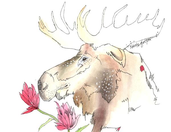 600x464 Watercolor Moose With Indian Paintbrush Nicole Gaitan Art - Moose Watercolor