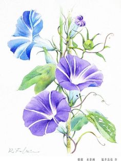 Morning Glory Watercolor at PaintingValley.com | Explore collection of ...