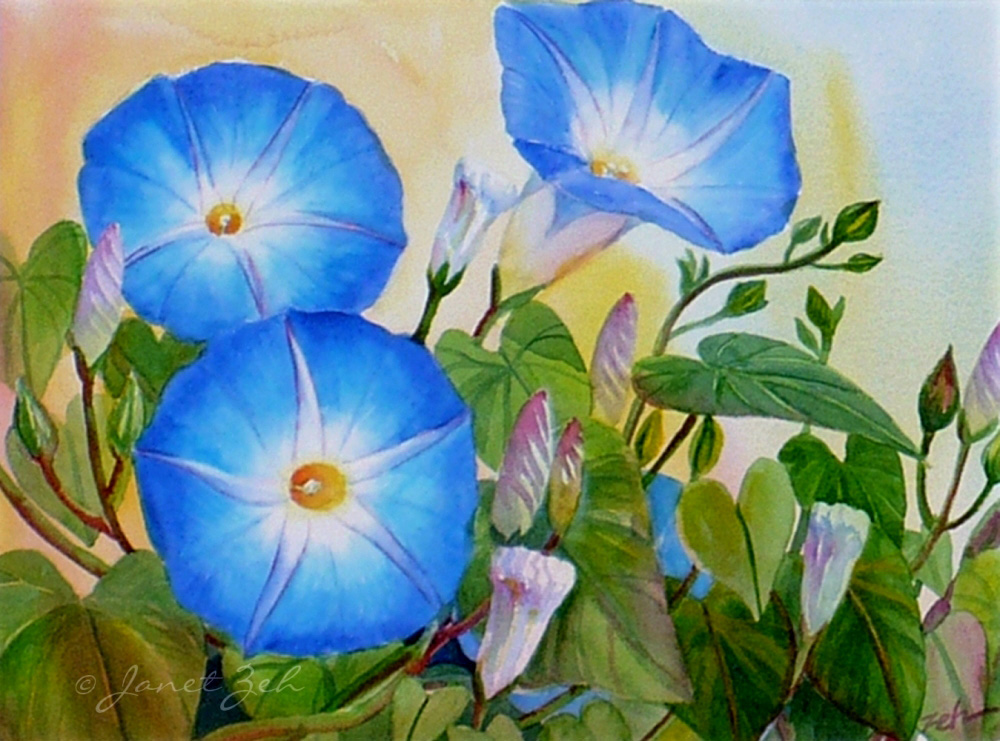 1000x741 Janet Zeh Original Art Watercolor And Oil Paintings Morning Glory - Morning Glory Watercolor