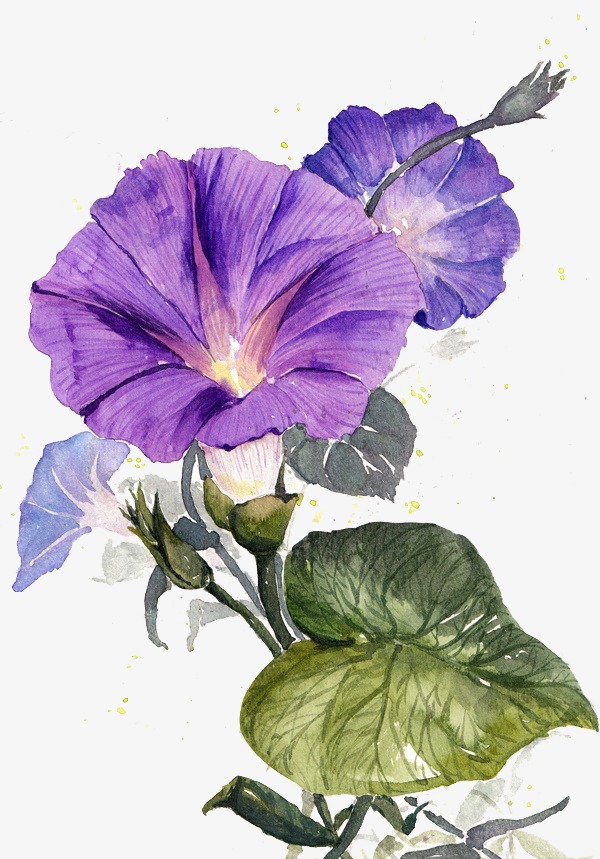 Morning Glory Watercolor at PaintingValley.com | Explore collection of ...