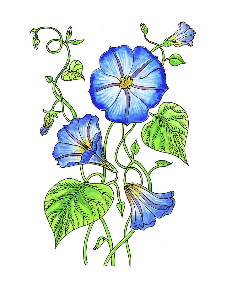 720x900 Morning Glory Botanical Watercolor Painting By Irina Sztukowski - Morning Glory Watercolor