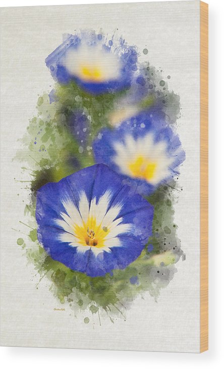 444x732 Morning Glory Watercolor Art Wood Print By Christina Rollo - Morning Glory Watercolor