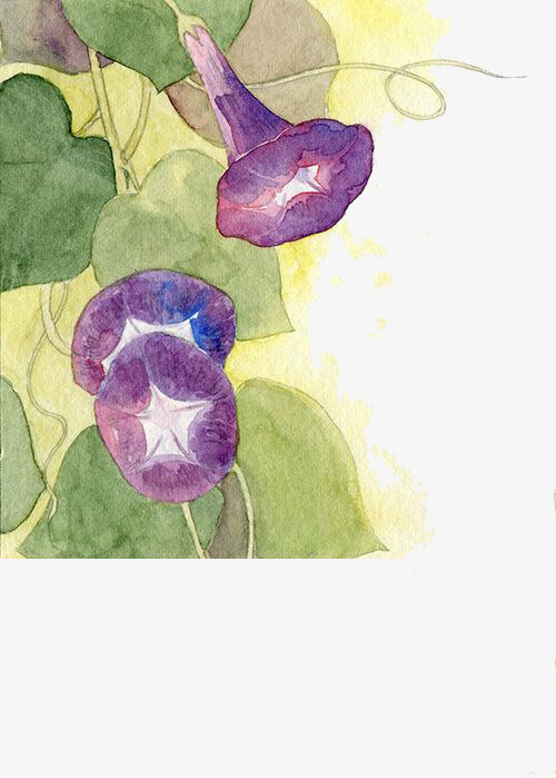 500x699 Morning Glory Watercolor Painting, Morning Clipart, Morning Glory - Morning Glory Watercolor