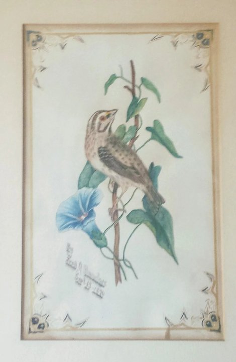 470x720 Antique Watercolor Sparrow On Morning Glory Artist Signed And - Morning Glory Watercolor