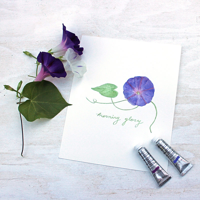800x800 Trowel And Paintbrush A Morning Glory Painting - Morning Glory Watercolor