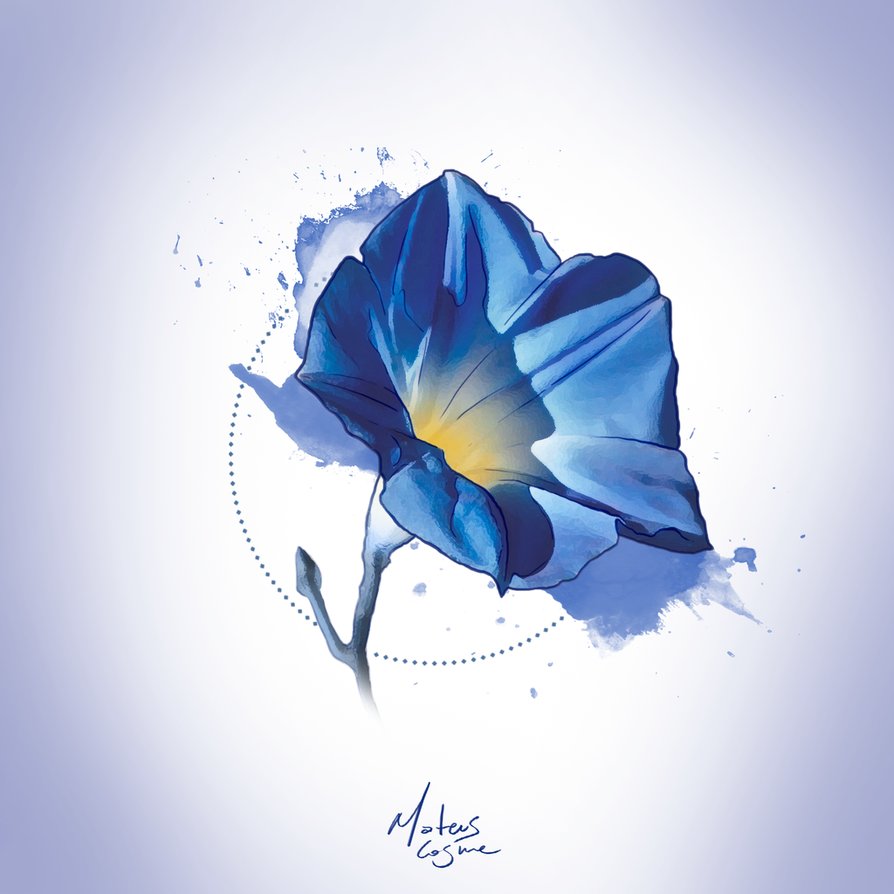 894x894 Watercolor Morning Glory By Mateuscosme - Morning Glory Watercolor