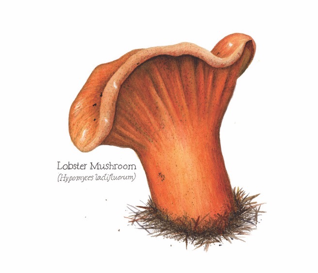 656x563 Intimate Mushroom Portraits In Watercolor By Nora Sherwood - Mushroom Watercolor