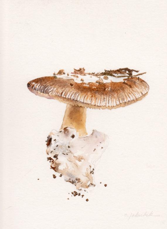 570x781 Mushroom Watercolor Mushroom Original Watercolor Painting - Mushroom Watercolor