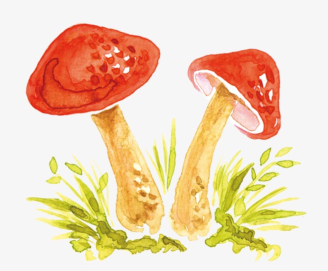 650x537 Mushroom Watercolor Painted Decorative Elements, Mushroom Clipart - Mushroom Watercolor
