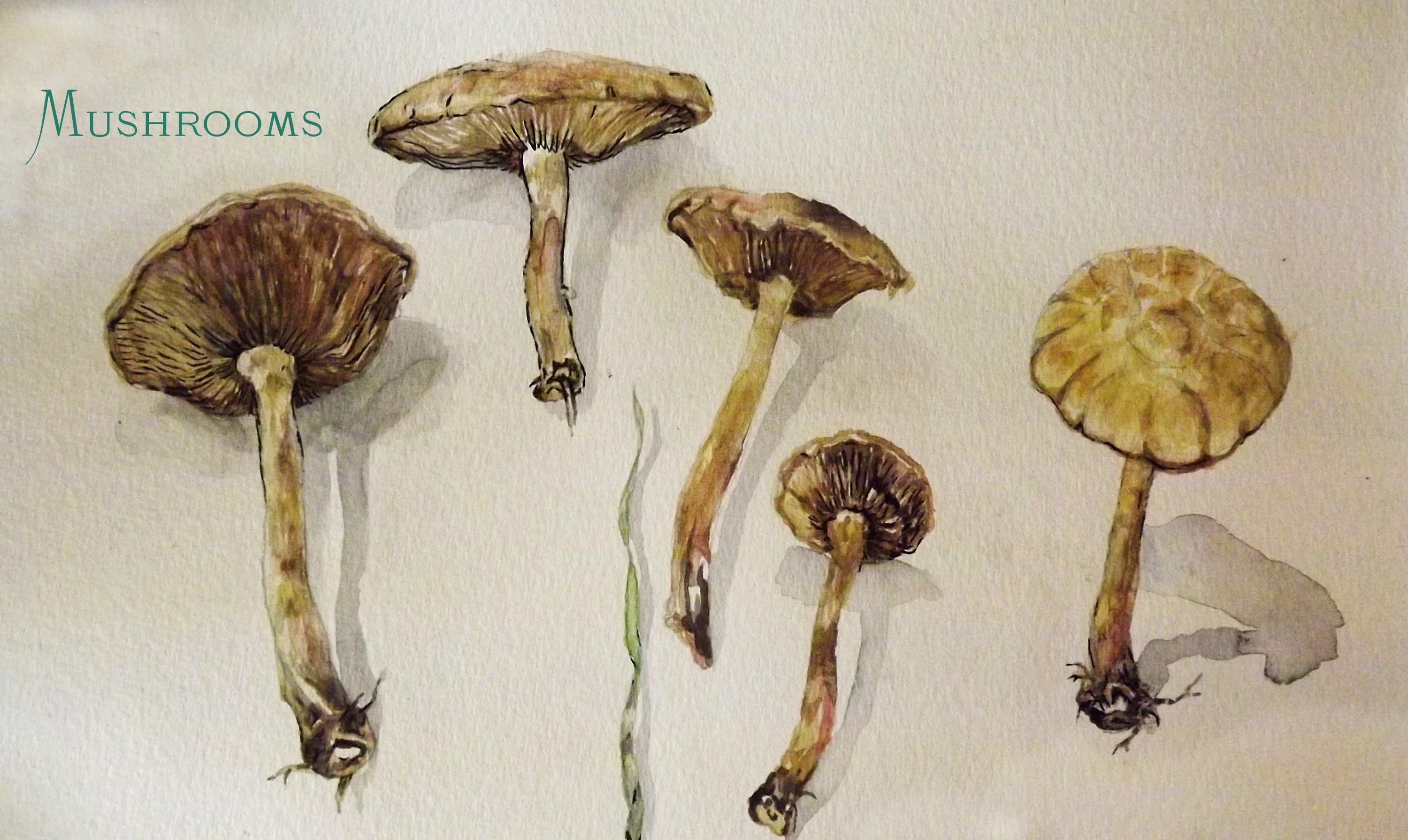 3000x1791 Paint Mushrooms - Mushroom Watercolor