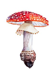 236x325 156 Best Mushrooms Images Mushrooms, Mushroom Art - Mushroom Watercolor