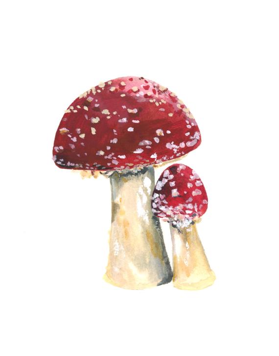 570x727 Toadstool Watercolor Print Toadstool Watercolor Art Etsy - Mushroom Watercolor