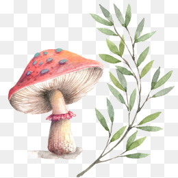 260x261 Watercolor Mushroom Png Images Vectors And Psd Files Free - Mushroom Watercolor
