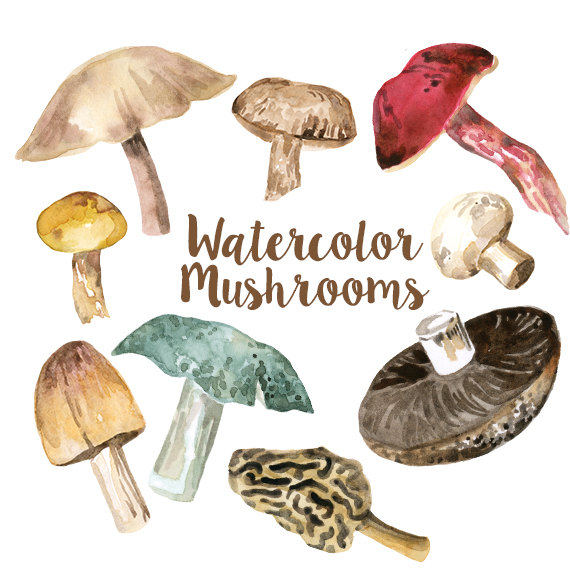 570x570 Watercolor Mushrooms Clip Art Set, Digital Mushroom Clipart, Fungi - Mushroom Watercolor